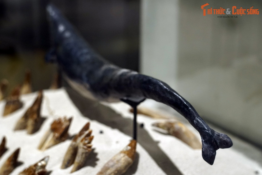 So với cá voi ngày nay, Basilosaurus có thân hình thuôn dài hơn nhiều cùng dấu tích hai chi sau dài 35 cm thừa hưởng từ tổ tiên sống trên cạn.