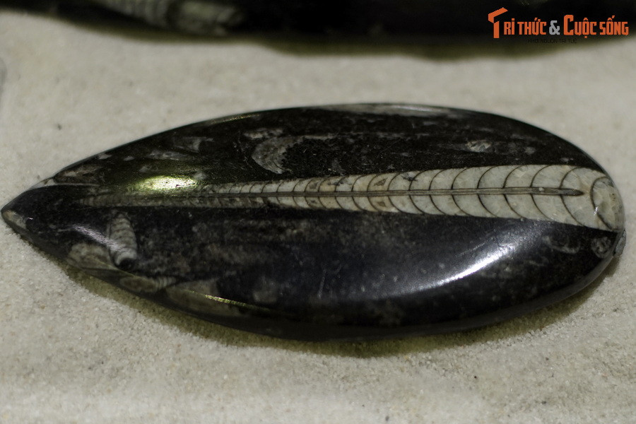 Đây là một mẫu hóa thạch cúc sừng thẳng tìm thấy tại Madagascar, hiện vật của Bảo tàng Hóa thạch Hà Nội. Cúc sừng thẳng (Orthoceras) là một chi động vật thân mềm cổ xưa thuộc phụ lớp Sừng thẳng (Orthoceratida).