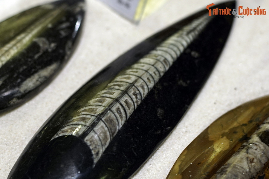 Những hoa văn đặc trưng trên một số hóa thạch cúc sừng thẳng là dấu tích của các ống vách ngăn thẳng hoặc có rìa gập lại với các vòng liên kết hình trụ hoặc hình tràng hạt. Ảnh: Hóa thạch cúc sừng thẳng phát hiện tại Morocco.