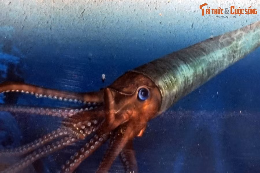 Xuất hiện vào kỷ Silur và đã tuyệt diệt vào cuối kỷ Trias (cách đây 444–201 triệu năm), chúng gồm những loài vật có họ hàng với mực và bạch tuộc, với nét khác biệt là có vỏ thẳng hoặc hơi cong. Ảnh phục dựng cúc sừng thẳng, chụp lại tại Bảo tàng Hóa thạch Hà Nội.