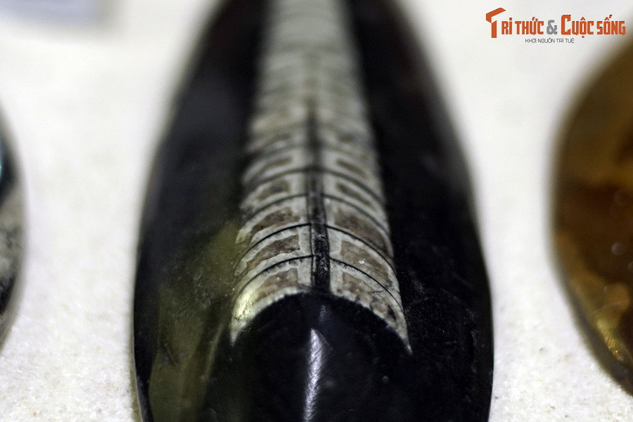 Hóa thạch cúc sừng thẳng khi được bảo tồn trong đá vôi thường lưu giữ lại những cấu trúc hình học đẹp mắt.