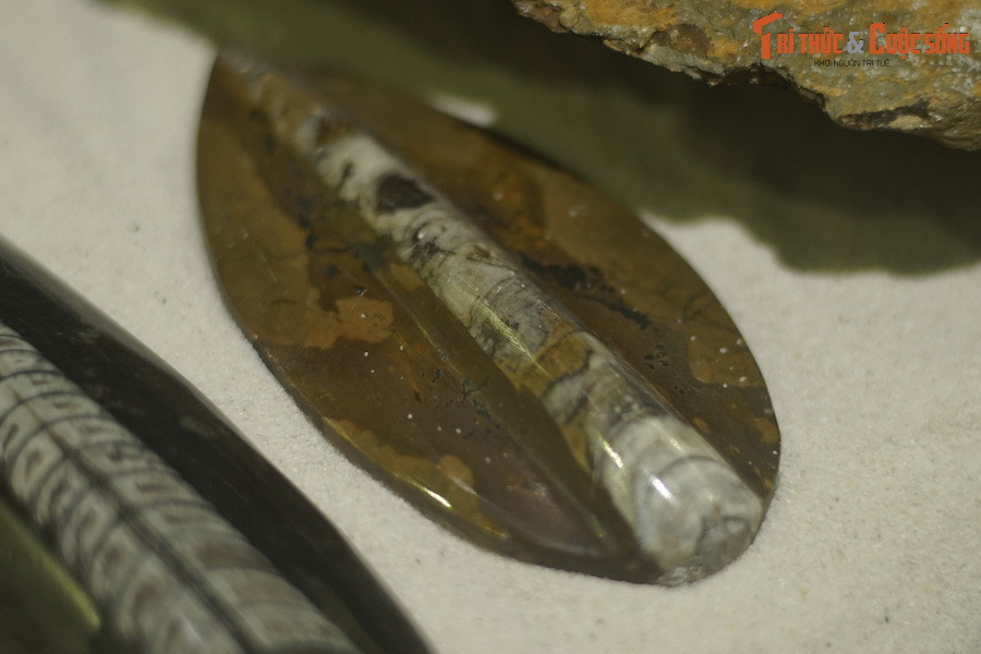 Vị trí gần như ở chính giữa vỏ cúc sừng thẳng có ống xi-phông hẹp, có. Chiếc ống này được dùng để điều chỉnh lượng nước và khí trong các khoang, giúp con vật nổi lên hoặc chìm xuống.