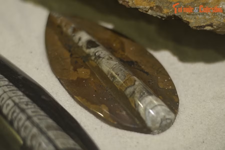 Vị trí gần như ở chính giữa vỏ cúc sừng thẳng có ống xi-phông hẹp, có. Chiếc ống này được dùng để điều chỉnh lượng nước và khí trong các khoang, giúp con vật nổi lên hoặc chìm xuống.