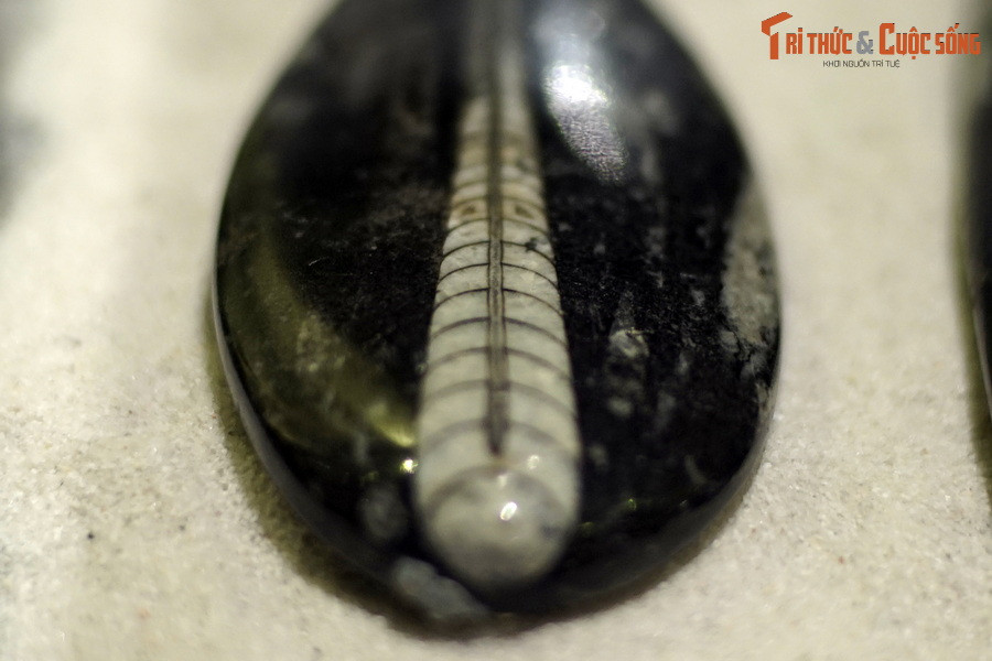 Trong sinh cảnh biển cổ, Orthoceras là sinh vật linh hoạt, có khả năng bơi lội tốt bằng phản lực. Kiểu bơi cùng hình dạng vỏ đặc trưng khiến chúng giống như những quả tên lừa dưới đáy biển