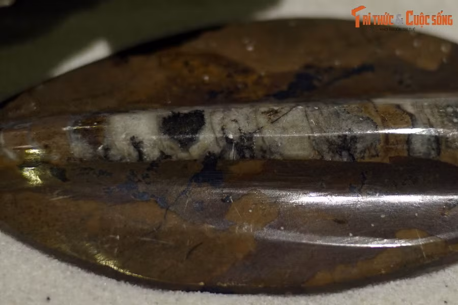 Khi bị đe dọa, cúc sừng thẳng có thể phun mực để trốn thoát, tương tự các loài mực và bạch tuộc ngày nay.