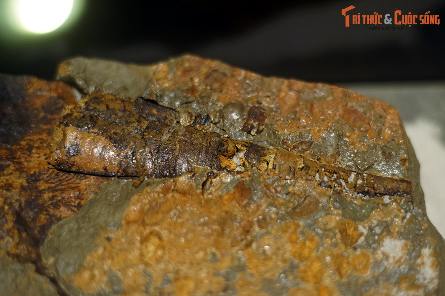 Hóa thạch cúc sừng thẳng được tìm thấy khá nhiều trên thế giới. Chúng có kích thước khác nhau, chiều dài vỏ dao động từ vài cm đến hơn 4,3 mét. Ảnh: Hóa thạch cúc sừng thẳng phát hiện tại Đà Bắc, Hòa Bình, Việt Nam.