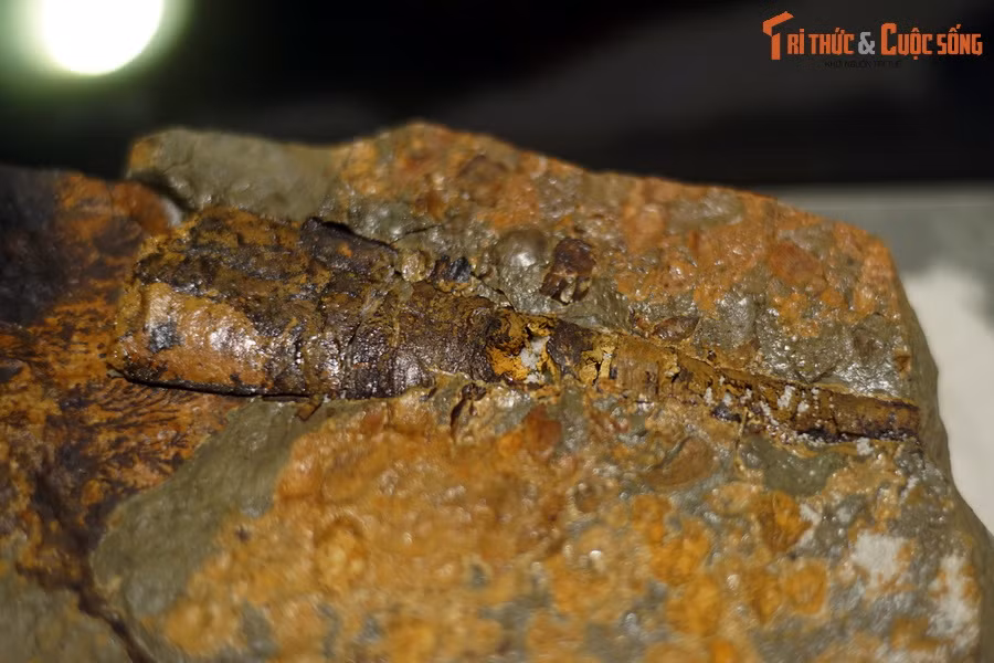 Hóa thạch cúc sừng thẳng được tìm thấy khá nhiều trên thế giới. Chúng có kích thước khác nhau, chiều dài vỏ dao động từ vài cm đến hơn 4,3 mét. Ảnh: Hóa thạch cúc sừng thẳng phát hiện tại Đà Bắc, Hòa Bình, Việt Nam.