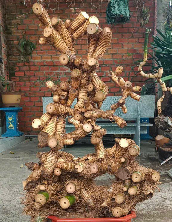 Chiêm ngưỡng chậu tre độc lạ, chủ nhân báo giá trên 100 triệu - Hình 4 Chiem nguong chau tre doc la, chu nhan bao gia tren 100 trieu-Hinh-4