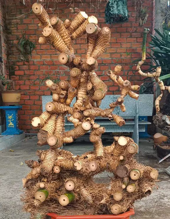 Chiêm ngưỡng chậu tre độc lạ, chủ nhân báo giá trên 100 triệu - Hình 4 Chiem nguong chau tre doc la, chu nhan bao gia tren 100 trieu-Hinh-4
