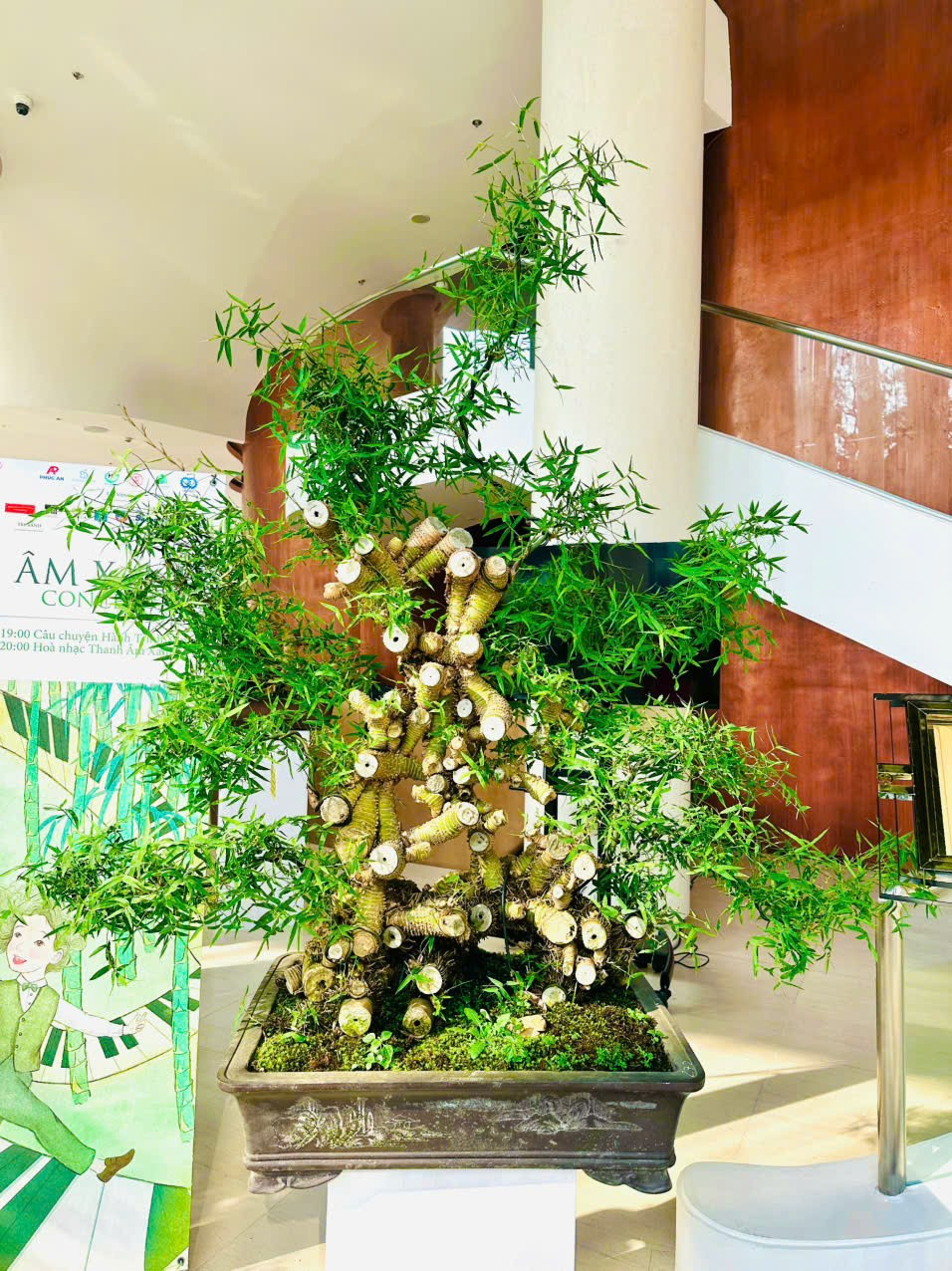 Chiêm ngưỡng chậu tre độc lạ, chủ nhân báo giá trên 100 triệu - Hình 9 Chiem nguong chau tre doc la, chu nhan bao gia tren 100 trieu-Hinh-9