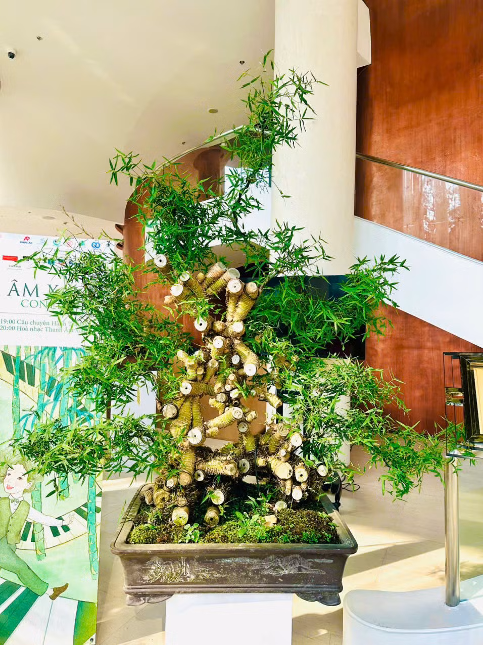 Chiêm ngưỡng chậu tre độc lạ, chủ nhân báo giá trên 100 triệu - Hình 9 Chiem nguong chau tre doc la, chu nhan bao gia tren 100 trieu-Hinh-9