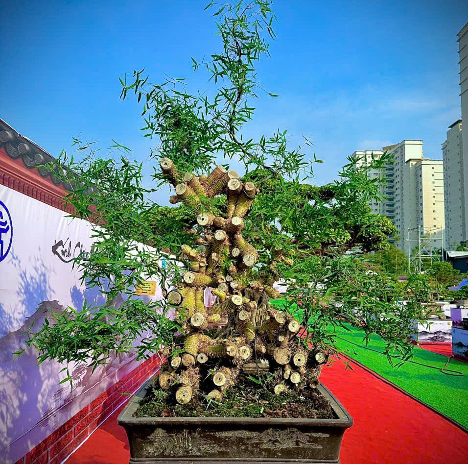 Chiêm ngưỡng chậu tre độc lạ, chủ nhân báo giá trên 100 triệu - Hình 8 Chiem nguong chau tre doc la, chu nhan bao gia tren 100 trieu-Hinh-8