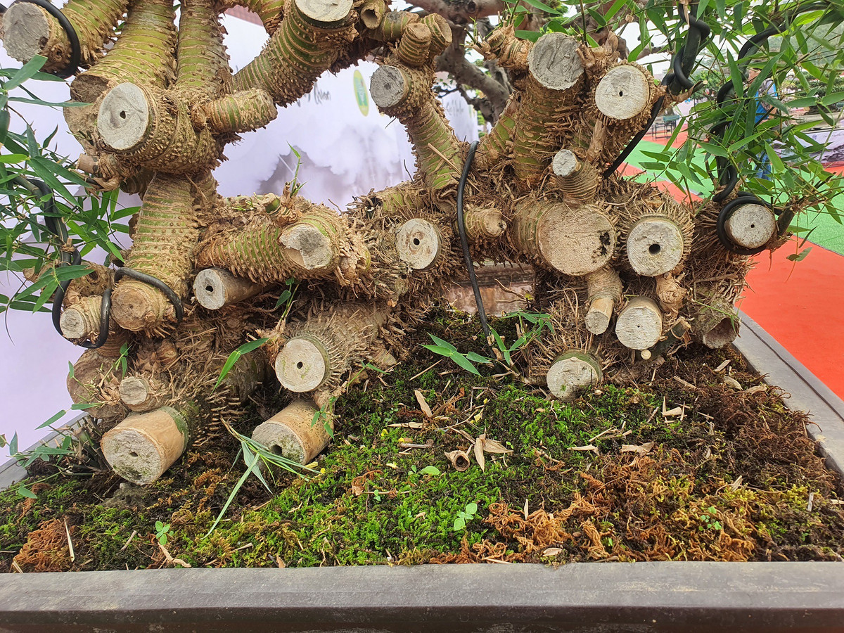 Chiêm ngưỡng chậu tre độc lạ, chủ nhân báo giá trên 100 triệu - Hình 2 Chiem nguong chau tre doc la, chu nhan bao gia tren 100 trieu-Hinh-2
