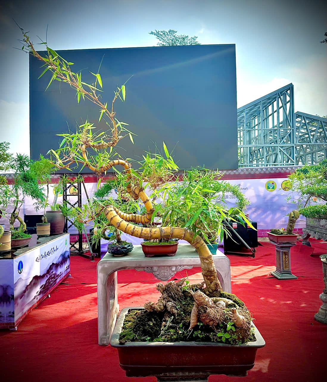 Chiêm ngưỡng chậu tre độc lạ, chủ nhân báo giá trên 100 triệu - Hình 10 Chiem nguong chau tre doc la, chu nhan bao gia tren 100 trieu-Hinh-10