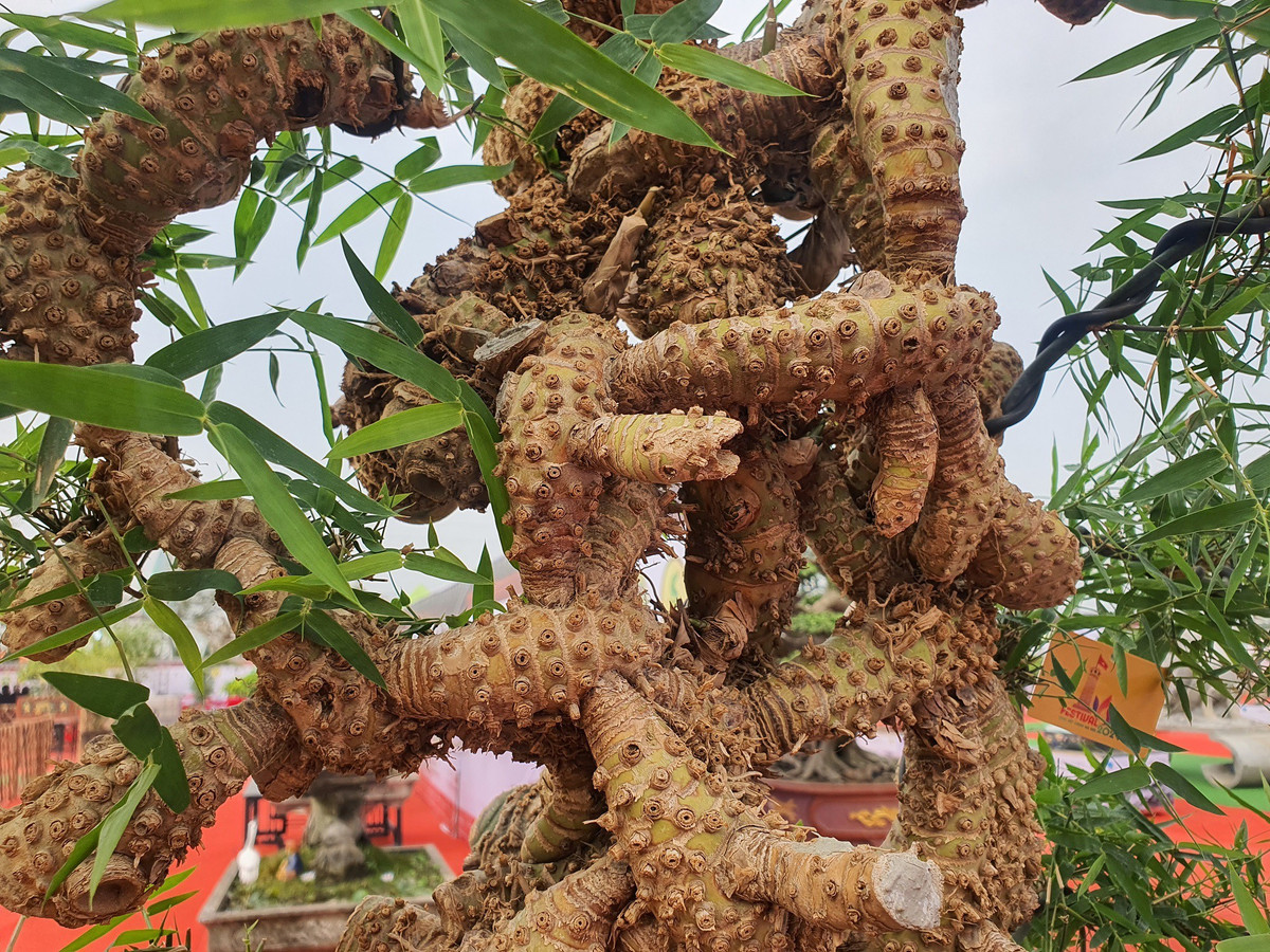 Chiêm ngưỡng chậu tre độc lạ, chủ nhân báo giá trên 100 triệu - Hình 5 Chiem nguong chau tre doc la, chu nhan bao gia tren 100 trieu-Hinh-5