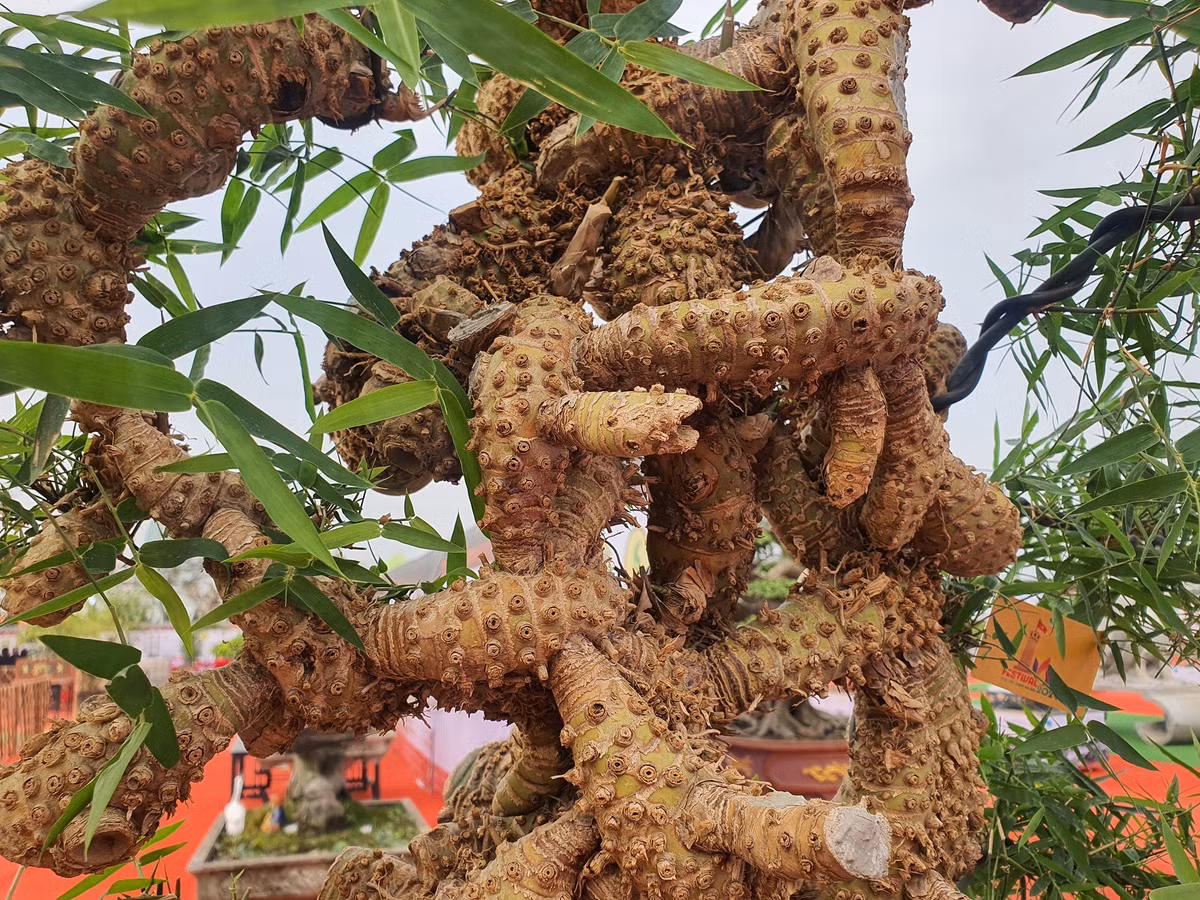Chiêm ngưỡng chậu tre độc lạ, chủ nhân báo giá trên 100 triệu - Hình 5 Chiem nguong chau tre doc la, chu nhan bao gia tren 100 trieu-Hinh-5