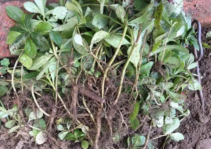 “Nhân sâm” được trồng lấy lá ăn như rau “Nhan sam” duoc trong lay la an nhu rau