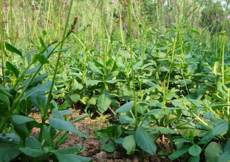 “Nhân sâm” được trồng lấy lá ăn như rau - Hình 2 “Nhan sam” duoc trong lay la an nhu rau-Hinh-2