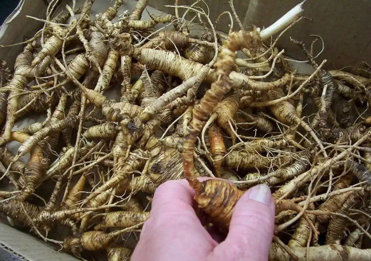 “Nhân sâm” được trồng lấy lá ăn như rau - Hình 4 “Nhan sam” duoc trong lay la an nhu rau-Hinh-4