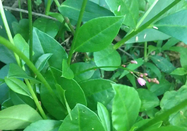 “Nhân sâm” được trồng lấy lá ăn như rau - Hình 3 “Nhan sam” duoc trong lay la an nhu rau-Hinh-3