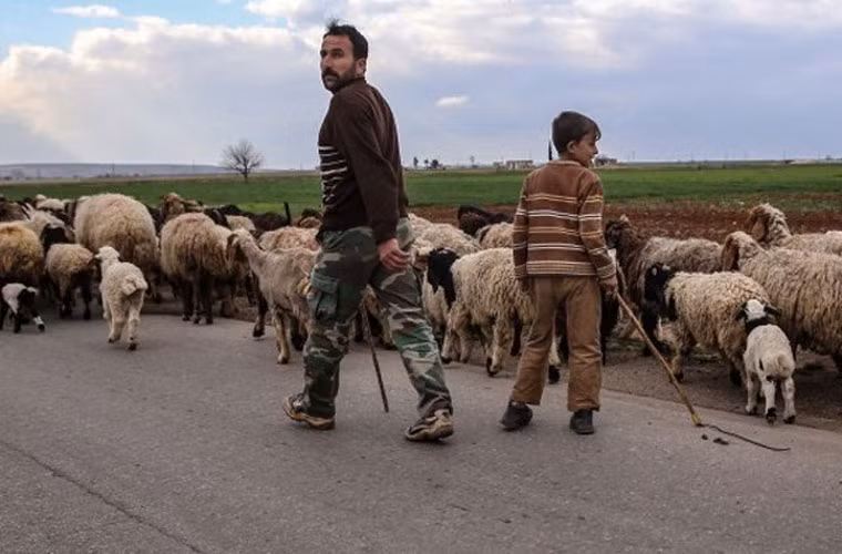 Hai cha con lùa đàn gia súc trên con đường nhựa ở Aleppo.