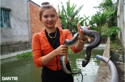 Nuôi rắn dễ hơn nuôi gà, cô gái lãi 800 triệu đồng mỗi năm Nuoi ran de hon nuoi ga, co gai lai 800 trieu dong moi nam