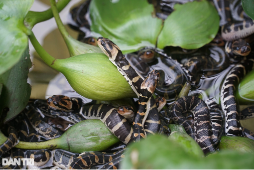 Nuôi rắn dễ hơn nuôi gà, cô gái lãi 800 triệu đồng mỗi năm - Hình 2 Nuoi ran de hon nuoi ga, co gai lai 800 trieu dong moi nam-Hinh-2