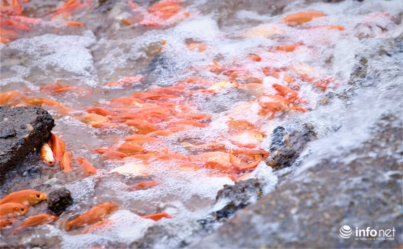 Năm nay, sản lượng cá làng nghề Thủy Trầm cung cấp được cho thị trường ước khoảng 50 tấn...