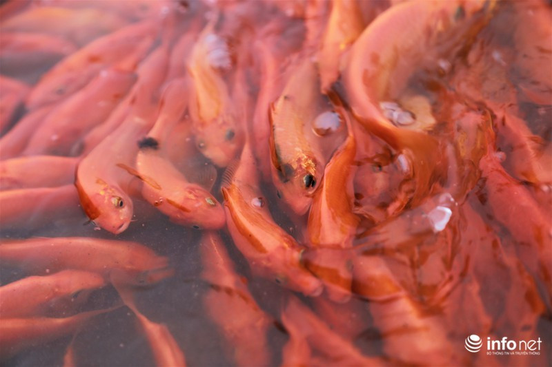 Năm nay gia đình nhà ông Luận cung cấp ra thị trường khoảng gần 2 tấn cá chép đỏ cúng ông Công, ông Táo.