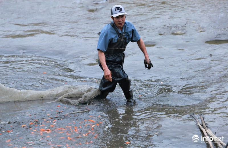 Anh Nguyễn Huy Luận (khu 3, xã Tuy Lộc) cho biết, năm nay thời tiết ủng hộ cho việc nuôi cá đỏ. Thế nhưng, giá thành cũng vì thế mà giảm hẳn so với mọi năm. Mỗi kg cá đỏ năm nay có giá dao động từ 50.000 đến 60.000 đồng/kg.
