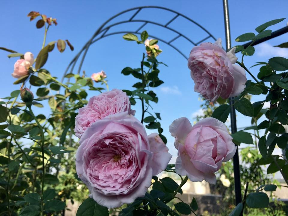 Theo chị Hồng Hà, trồng hồng cần chú ý nhiều đến giá thể. Đất trồng hồng chị thường trộn đất Tribat với xơ dừa, trấu hun, phân trùn ủ hoai hoặc phân bò ủ hoai. Cứ 10 ngày chị lại bón phân trùn hoặc phân bò 1 lần, thỉnh thoảng chị còn tưới thêm B1 giúp cây khỏe mạnh.