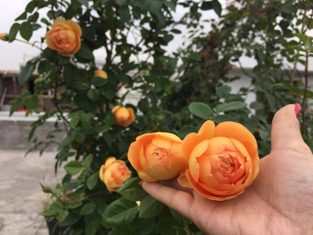 Chủ nhân của ngôi biệt thự phủ đầy hoa hồng dành nhiều thời gian tìm hiểu đặc tính, ưu điểm, nhược điểm của từng giống hồng để áp dụng cách chăm bón phù hợp.