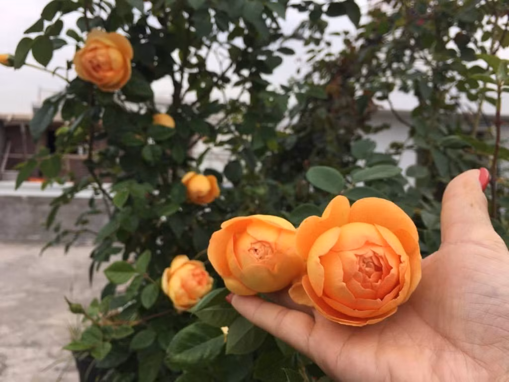 Chủ nhân của ngôi biệt thự phủ đầy hoa hồng dành nhiều thời gian tìm hiểu đặc tính, ưu điểm, nhược điểm của từng giống hồng để áp dụng cách chăm bón phù hợp.