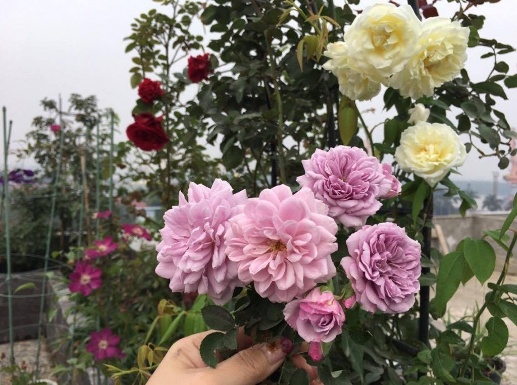 Chị trồng nhiều hoa hồng nhất ở ban công phòng ngủ tầng 4 bởi chị mong muốn, mỗi sáng sớm, khi mở rộng cánh cửa sổ của phòng ngủ, hướng tầm nhìn ra vườn là đủ để cảm nhận cảm giác ngọt ngào, bình lặng bởi không gian lãng mạn và phảng phất hương thơm.