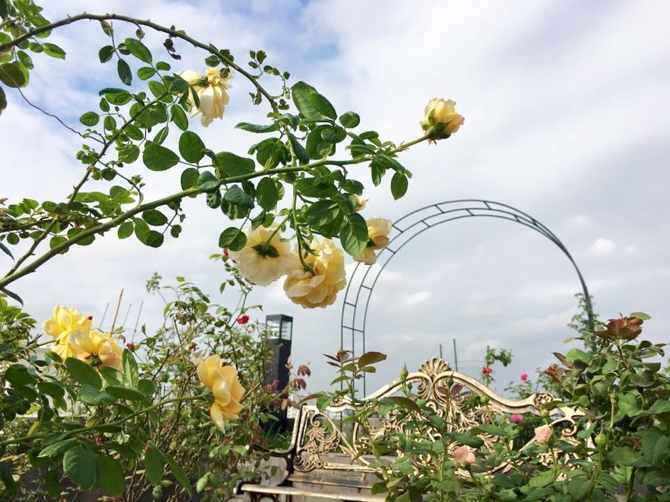 Nhờ những kinh nghiệm hữu ích cùng tình yêu với hoa hồng, khoảng sân thượng và ban công nhà chị luôn rực rỡ mỗi đợt hoa nở, thơm hương thoảng nhẹ giúp cuộc sống của chị thêm nhiều niềm vui ý nghĩa khi được thư giãn và cân bằng cảm xúc nhờ chăm sóc hoa hồng.