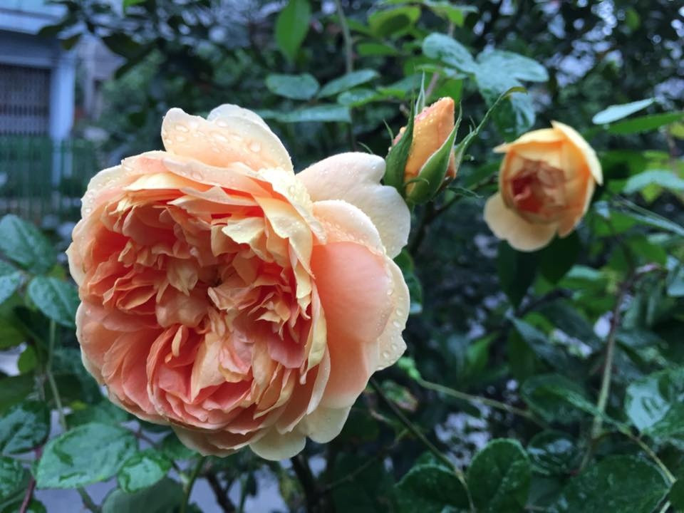 Các loại hồng đua nhau nở dịu dàng, mang đến cho cuộc sống của chị hơi thở bình yên, trong lành.