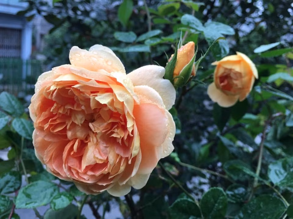 Các loại hồng đua nhau nở dịu dàng, mang đến cho cuộc sống của chị hơi thở bình yên, trong lành.