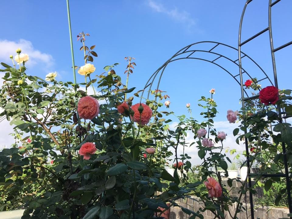 Vườn sân thượng và ban công nhà chị hiện tại có khoảng hơn 80 loại, chủ yếu là hồng ngoại.