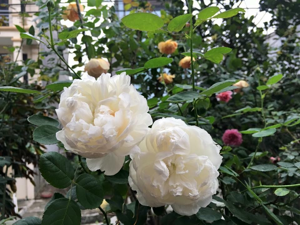 Mỗi màu sắc, mỗi hương thơm đều tô điểm cho căn biệt thự thêm đẹp.