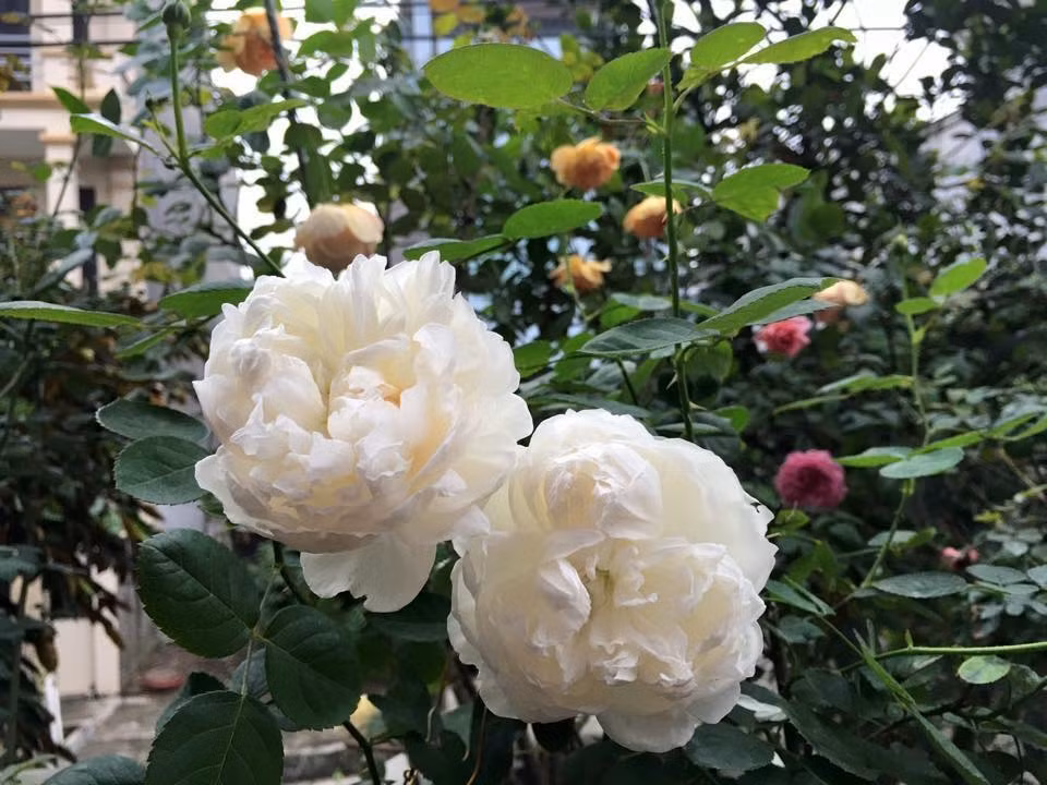 Mỗi màu sắc, mỗi hương thơm đều tô điểm cho căn biệt thự thêm đẹp.