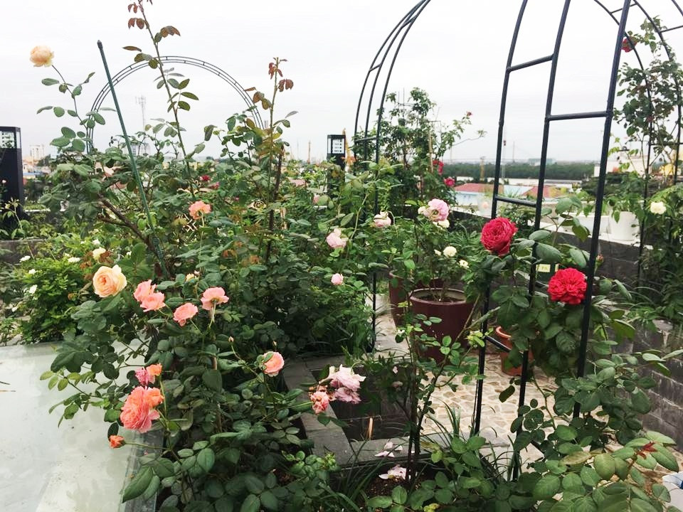 Bên cạnh ban công, chị còn thi công chống thấm, xây bao quanh sân thượng ở tầng 6, thiết kế làm vòm, xây bồn để hồng thoải mái phát triển.