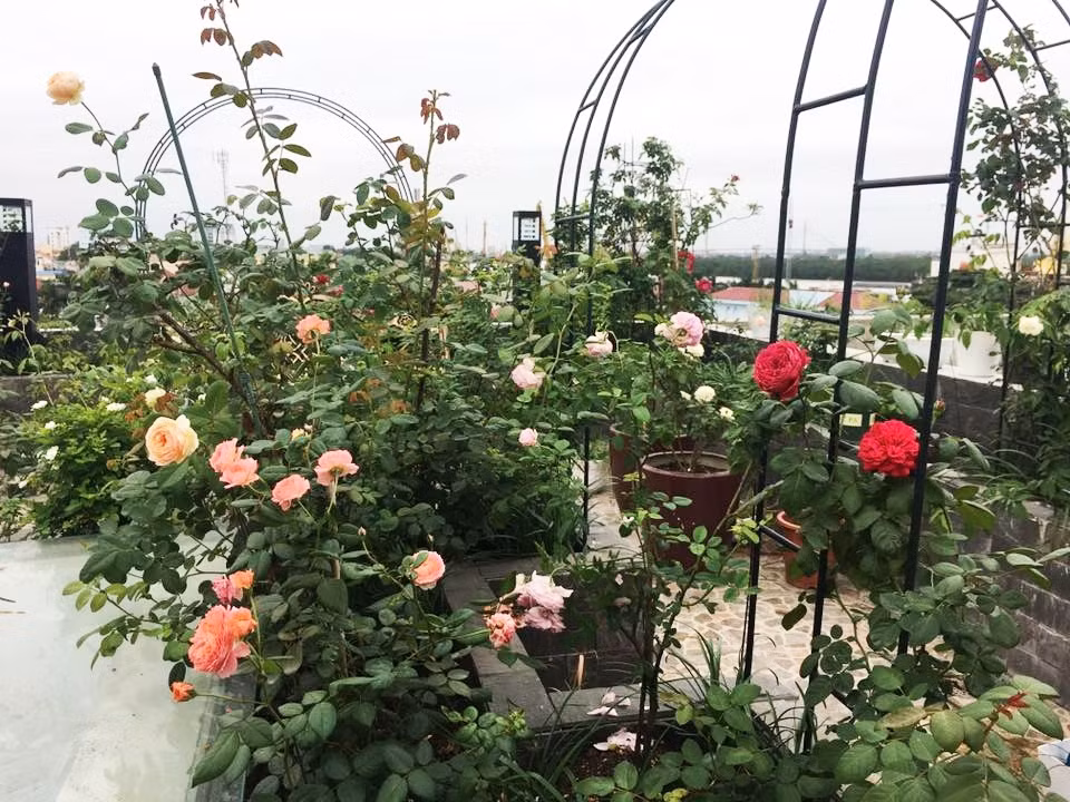 Bên cạnh ban công, chị còn thi công chống thấm, xây bao quanh sân thượng ở tầng 6, thiết kế làm vòm, xây bồn để hồng thoải mái phát triển.