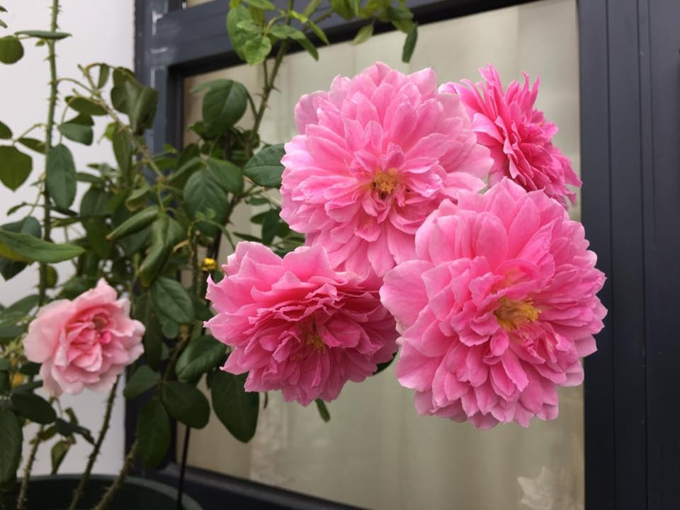 Cảm giác chăm chút, mong ngóng mỗi ngày từ lúc hoa bắt đầu kết nụ đến khi hoa hé nở khiến chị cảm thấy luôn có một điều gì đó để chờ đợi. Mỗi ngày, hoa đều nở to hơn cho đến khi đạt độ nở bung xoè. Những lúc như vậy, cuộc sống trở nên vui vẻ và chị thấy yêu đời hơn.