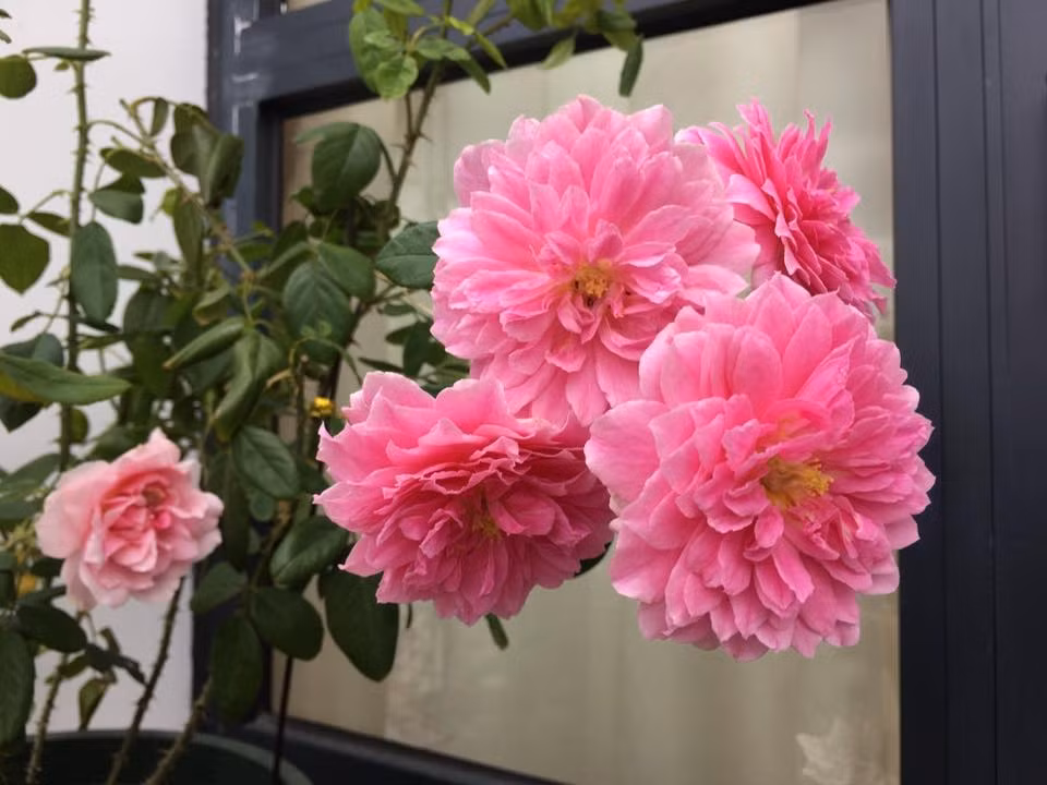 Cảm giác chăm chút, mong ngóng mỗi ngày từ lúc hoa bắt đầu kết nụ đến khi hoa hé nở khiến chị cảm thấy luôn có một điều gì đó để chờ đợi. Mỗi ngày, hoa đều nở to hơn cho đến khi đạt độ nở bung xoè. Những lúc như vậy, cuộc sống trở nên vui vẻ và chị thấy yêu đời hơn.