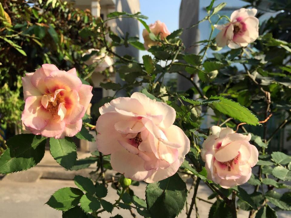 Trồng hồng cần niềm đam mê, cần nhiều nhiệt huyết và sự tận tâm. Hồng có thể cảm nhận được tình yêu và sự chăm sóc của người trồng. Vì vậy, khu vườn hoa hồng trên sân thượng của chị Hà trở thành niềm mơ ước của rất nhiều người yêu hoa.