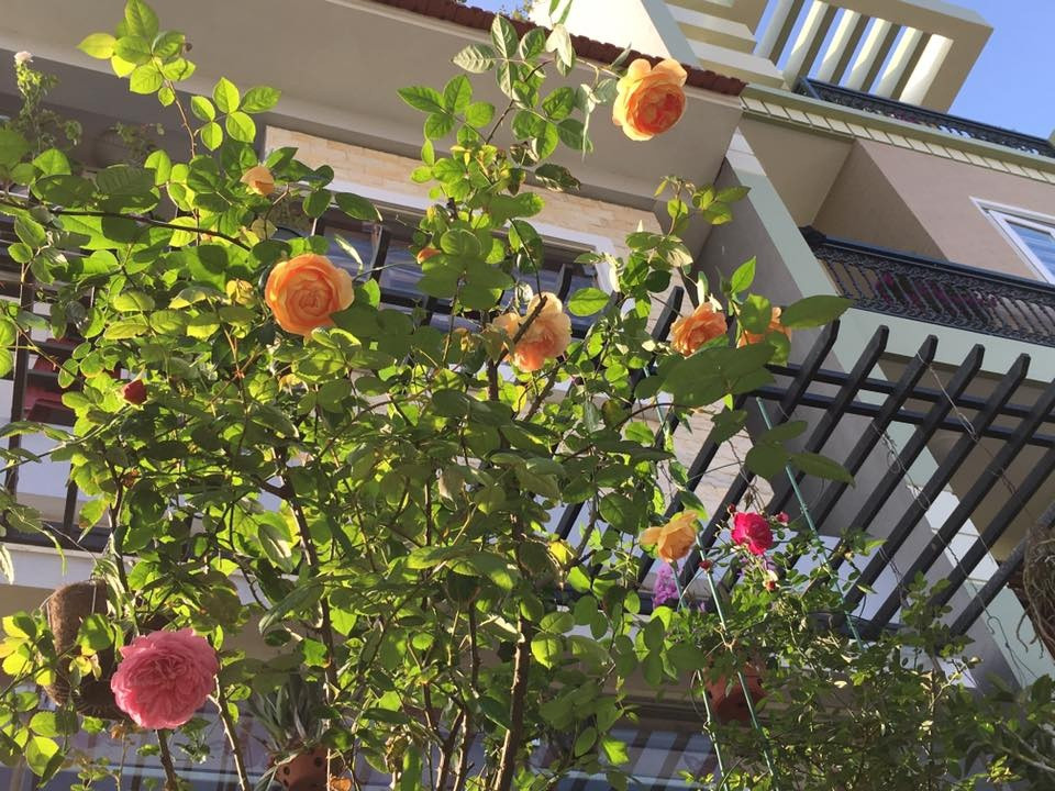 Chị luôn phòng bệnh và xử lý sớm khi có bệnh giúp cây hồng được khỏe mạnh và sai hoa. Chị thường chế các loại thuốc trừ sâu sinh học như ngâm tỏi, ớt, gừng, ngâm thuốc lào, làm enzym phun phòng bệnh cho cây. 