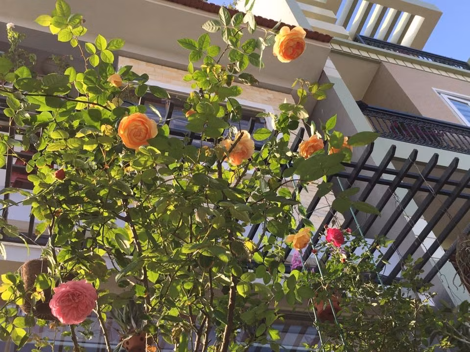 Chị luôn phòng bệnh và xử lý sớm khi có bệnh giúp cây hồng được khỏe mạnh và sai hoa. Chị thường chế các loại thuốc trừ sâu sinh học như ngâm tỏi, ớt, gừng, ngâm thuốc lào, làm enzym phun phòng bệnh cho cây. 