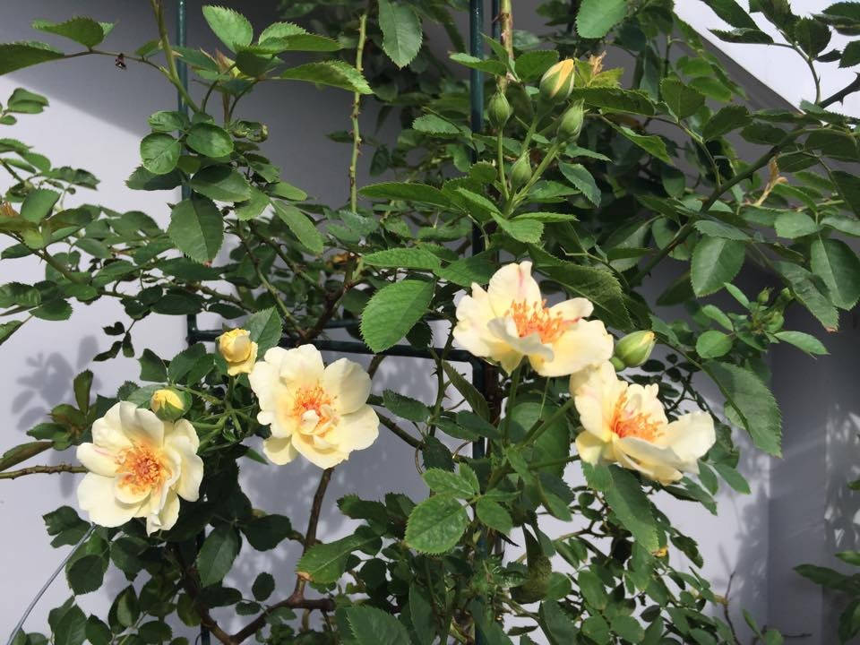 Chị xây bồn để hồng có nhiều đất phát triển. Đáy bồn luôn rải lớp sỏi nhẹ cho dễ thoát nước.