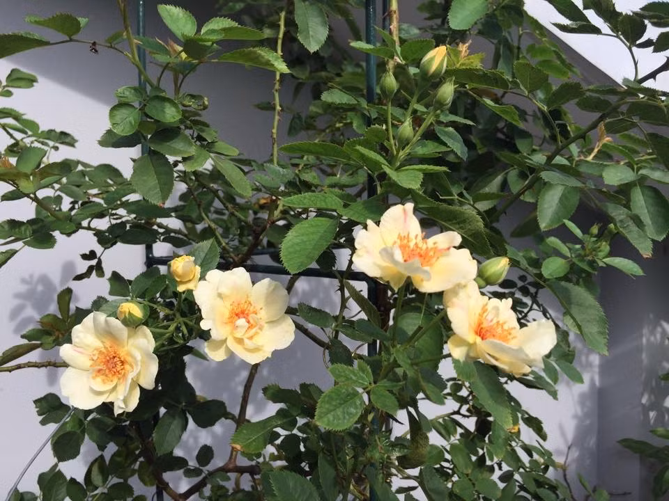 Chị xây bồn để hồng có nhiều đất phát triển. Đáy bồn luôn rải lớp sỏi nhẹ cho dễ thoát nước.