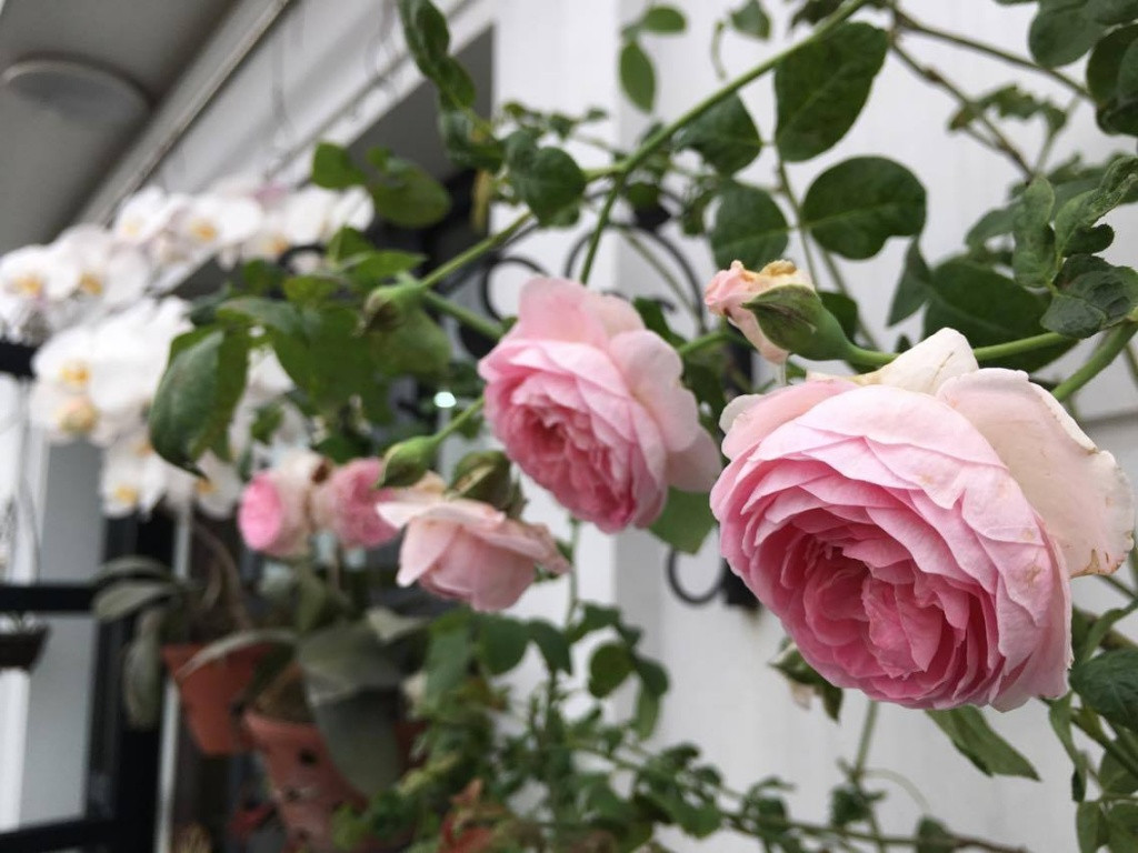 Yêu hoa hồng, vì đây là loài hoa có thể nở suốt cả một năm, để ngôi nhà khi mở cửa mỗi sáng thức dậy không chỉ đón nắng mai mà còn được hít hà hương thơm của gió, ngắm nhìn vẻ đẹp ngọt ngào của từng nụ hồng hé nở nên chị Hồng Hà quyết định làm đẹp ban công, sân thượng của gia đình mình bằng cách trồng hồng từ 6 năm trước.